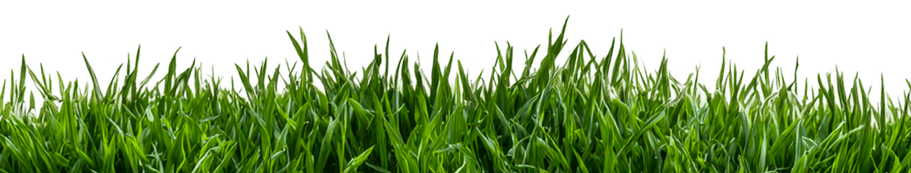 grass